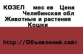  КОЗЕЛ 10 мес-ев › Цена ­ 5 000 - Челябинская обл. Животные и растения » Кошки   